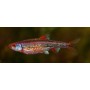 BARBO ARCO IRIS (NOTROPIS CHROSOMUS) 3,5-4 CM