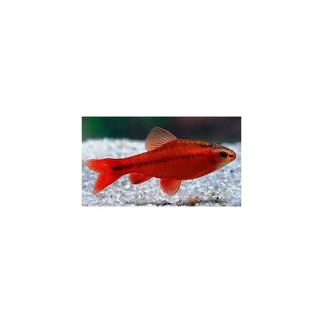 BARBO CEREZA (PUNTIUS TITTEYA) 2-2,5 CM