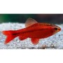 BARBO CEREZA (PUNTIUS TITTEYA) 2-2,5 CM