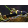 GARRA FLAVATRA PANDA 2,5-3 CM