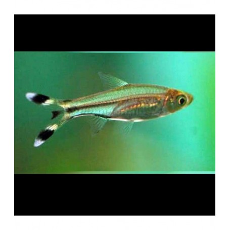 TIJERITAS (RASBORA TRILINEATA) 3-4 CM