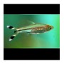 TIJERITAS (RASBORA TRILINEATA) 3-4 CM