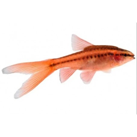 Puntius titteya (BARBO CEREZA COLA VELO) 2,5-3 CM HIGH QUALITY