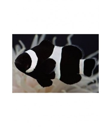 AMPHIRION OCELLARIS BLACK & WHITE TALLA L