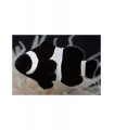 AMPHIRION OCELLARIS BLACK & WHITE TALLA L